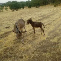 خره با کوری نر
