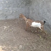 فروش کهره جمولی
