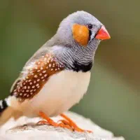 فنچ نر