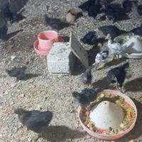 جوجه نیمچه