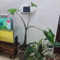 فروش گل بابا آدم