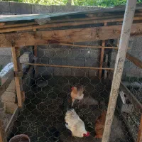 قفس مرغ وحیوانات