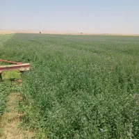 فروش یونجه