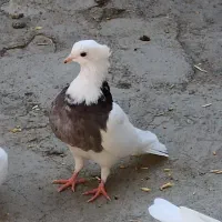 کبوتر طوقی