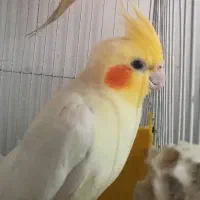 عروس هلندی نر