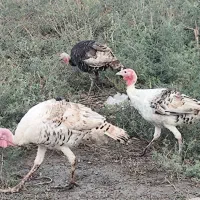 بوقلمون