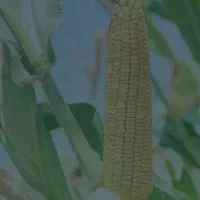 ذرت ‌ و سویا برزیل
