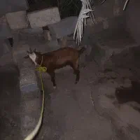 فروش گوسفند