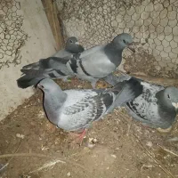 دو جفت طوقی و آلمانی
