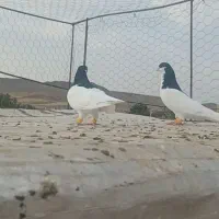 کبوتر شصتی سیاه نر