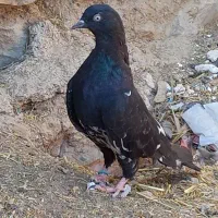 کله ای