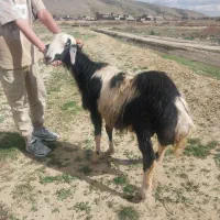 دو تا بره قوچ