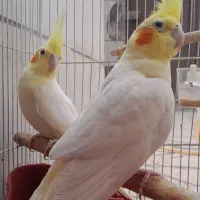 عروس هلندی مولد معاوضه با کفش سالن یا چمن