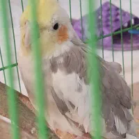 پرنده عروس هلندی