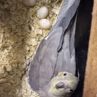 عروس هلندی جفت مولد