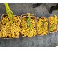 رطب و خارک برحی درجه یک فروش بصورت عمده