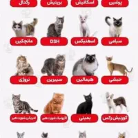 گربه پیدا شده