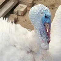 بوقلمون گوشتی