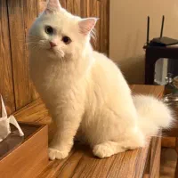 گربه نر پرشین جهت جفت گیری