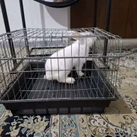 انواع خرگوش با قفس