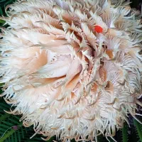 سیکاس  ماده