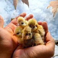 جوجه سلطان اصیل ، جوجه گلین