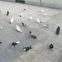 کبوتر