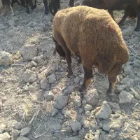 نر بره فروشی