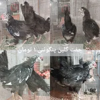 جفت گلین پنگوئنی و خروس گلین و جوجه گلپایگان|حیوانات مزرعه|رشت, معلم|دیوار