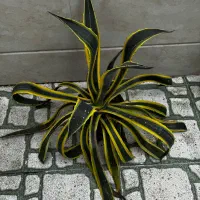 کاکتوس‌ آگاو غول‌پیکر ابلق