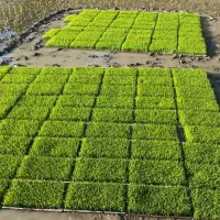 فروش تیم دستگاهی هاشمی
