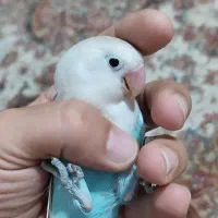 طوطی برزیلی نر