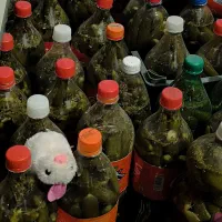 خیارشور