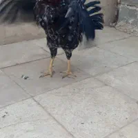 مرغ و خروس گلین لری