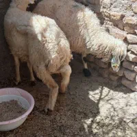 فروش فوری