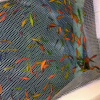 ماهی زبرا رنگی سایز 2تا3سانت