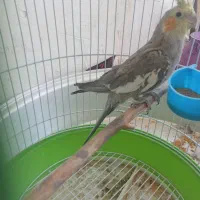 عروس هلندی