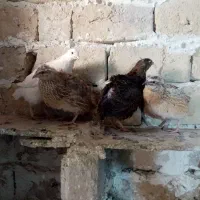 بلدرچین