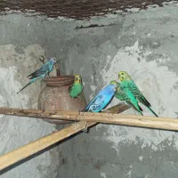 مرغ عشق
