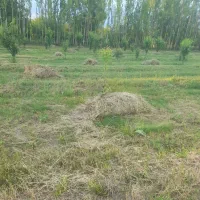 یونجه درجه یک