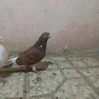 کفتر