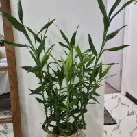 گل بامبو تایلندی