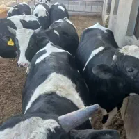 خرید و فروش ماده گاو دام سنگین