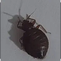 سمپاشی ساس تضمینی