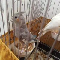 عروس هلندی