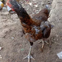 مرغ لاری