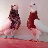 پشت کاکلی و طوقی کاکلی جفتی کرباتی ماده