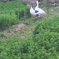 غاز|پرنده|لنجان, |دیوار