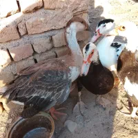 سه تا اردک هلندی ویک قوغاز چهار ماهه فروش فوری