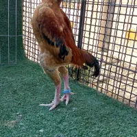 خروس لاری کوشامو  اصل